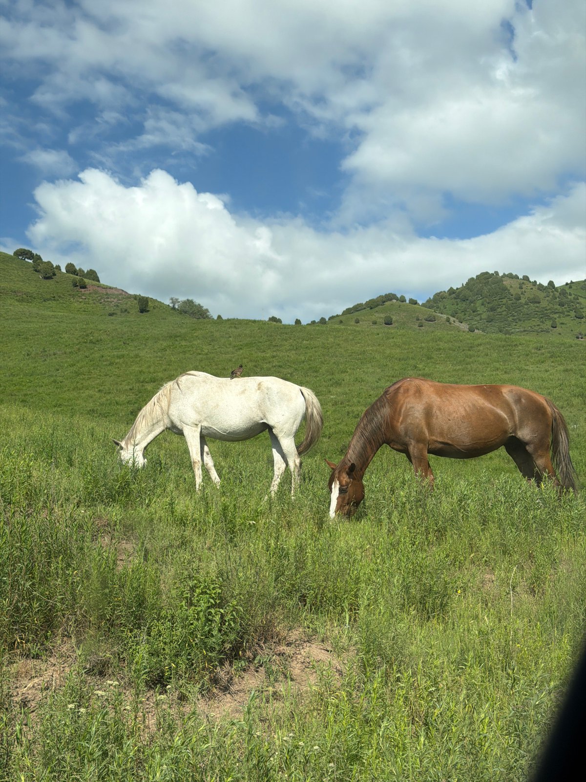 Horses graze peacefully in Kyrgyzstan countryside fields