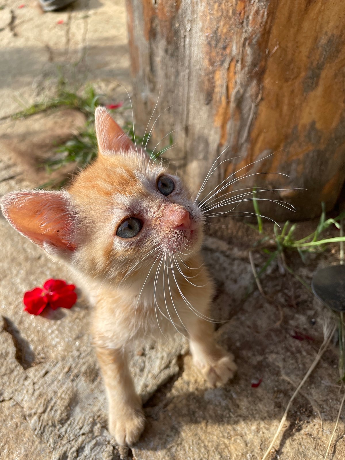 Dogs and kittens play in Bulgarian village