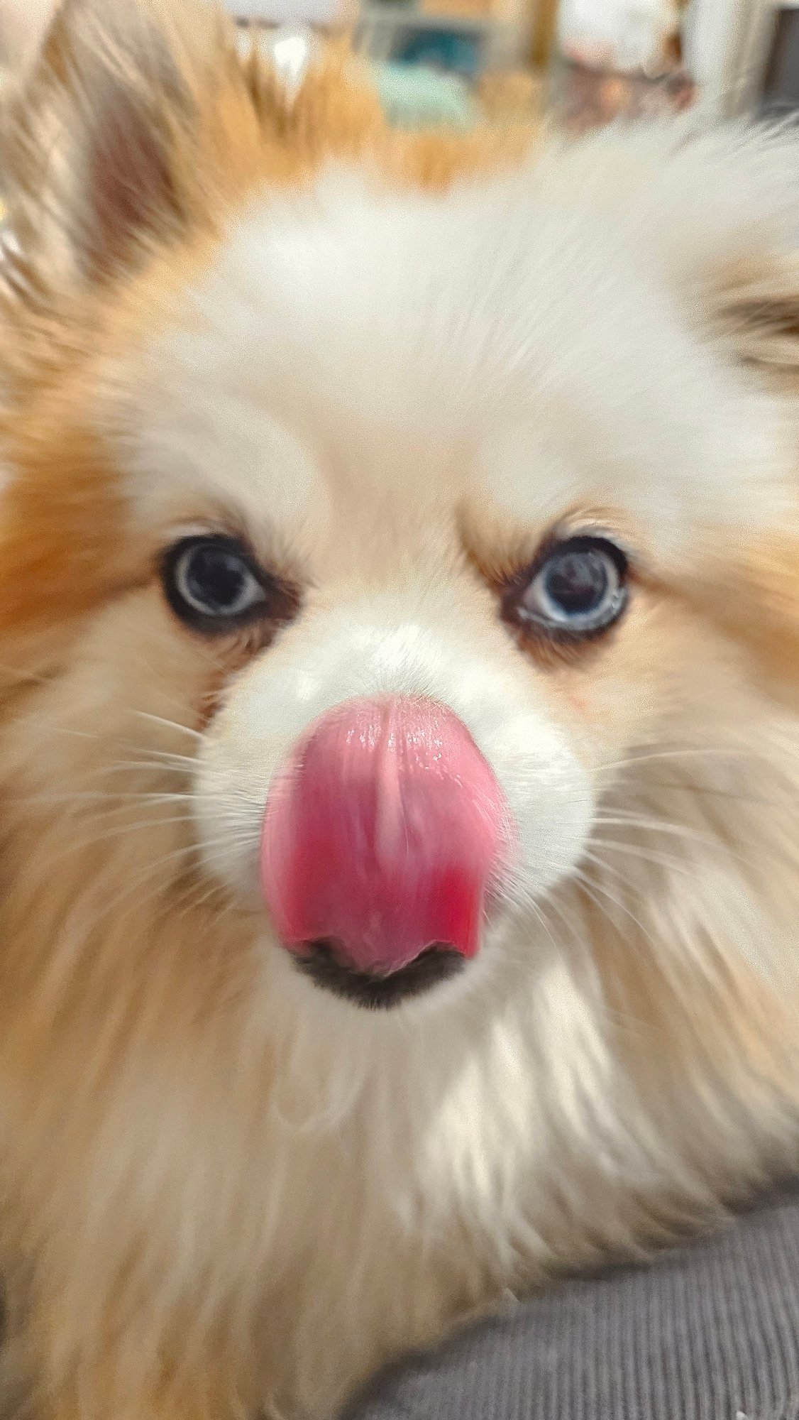 Blue-eyed Pomeranians and small home details in Koh Samui
