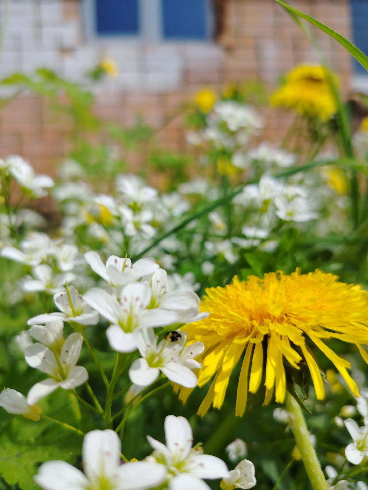 Spring morning neighborhood walk captures urban streets and wildflowers