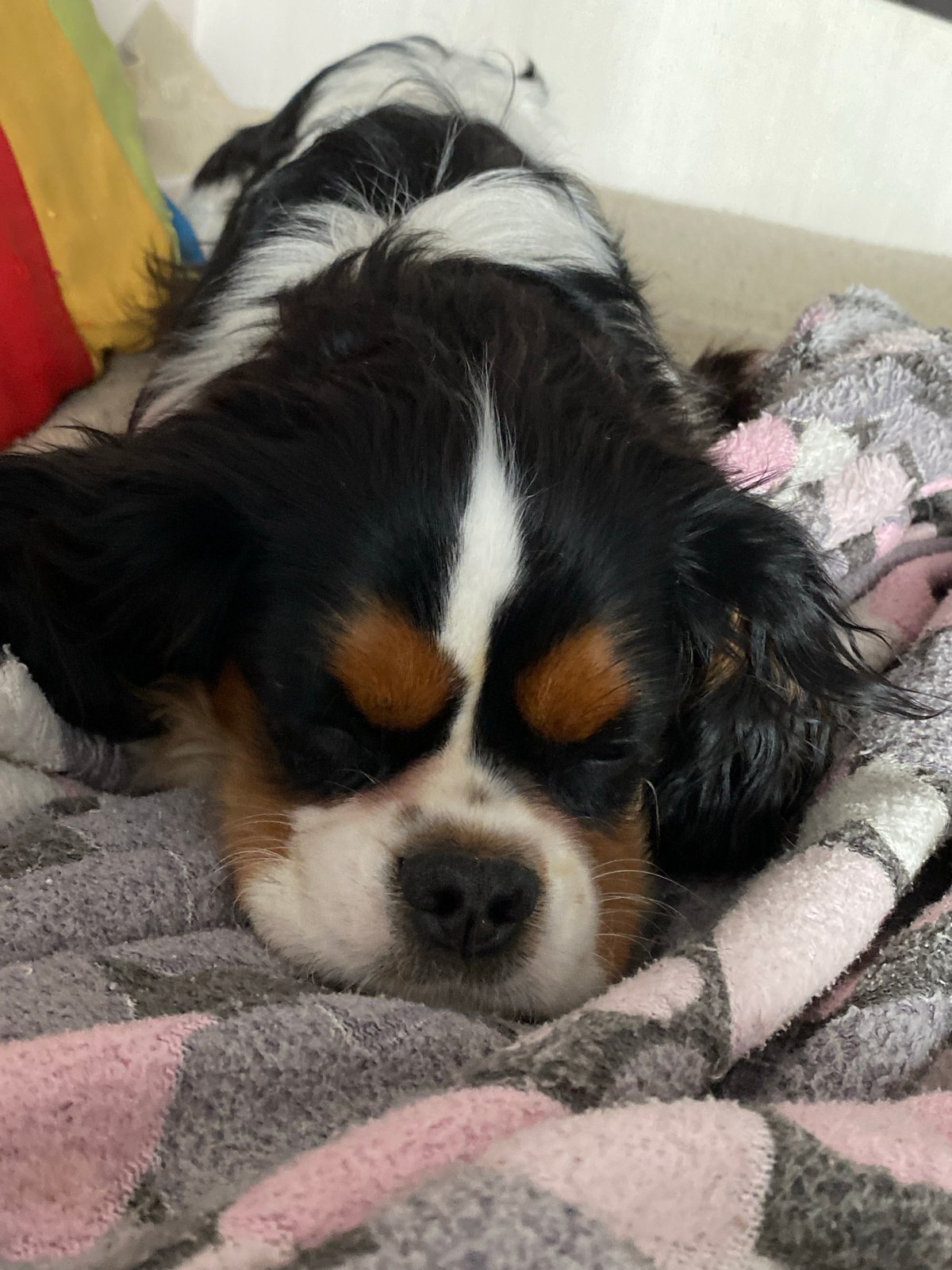 Domestic afternoon documented in Votkinsk: selfies, grooming cat, sleeping dog