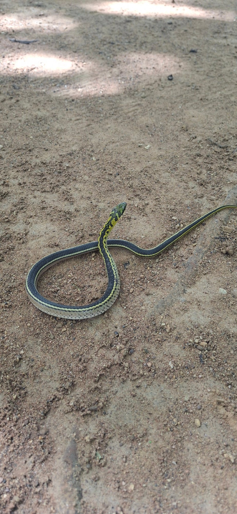 Yellow-striped snake coiled on a dirt path in Vallecito