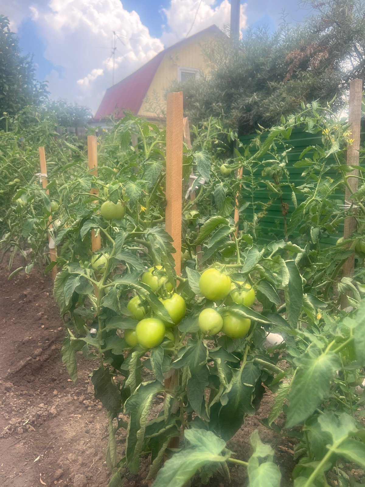 Summer garden in full swing, Mochishche, Russia