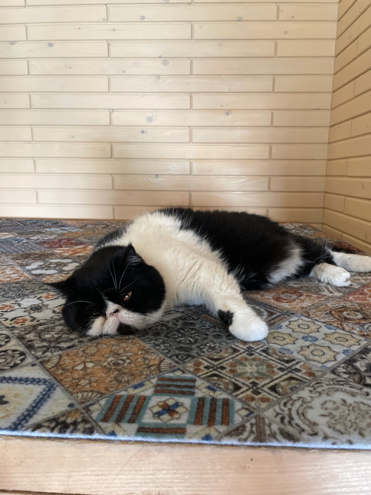 Domestic cats observed in multiple indoor settings, Solov'evka Russia