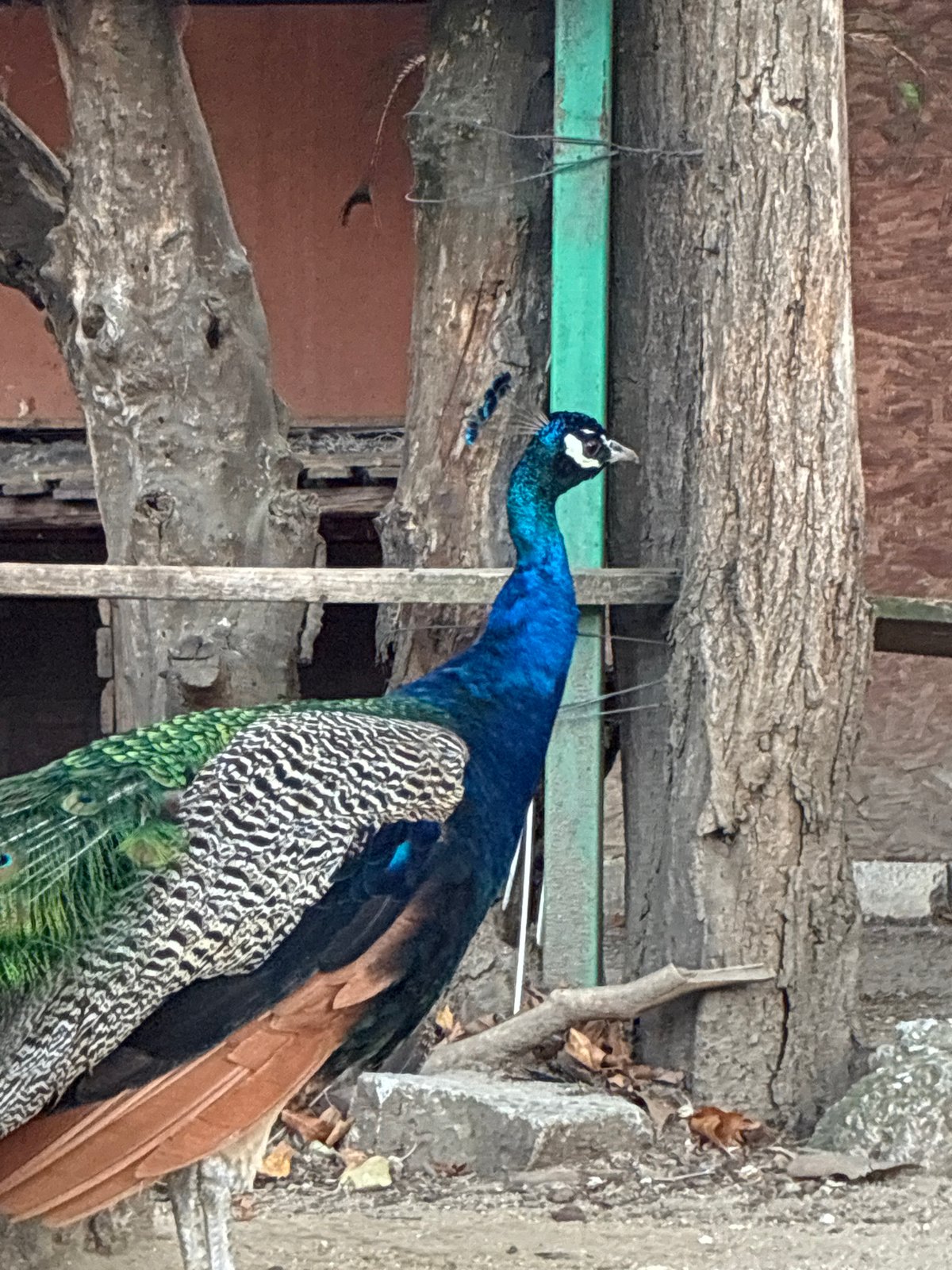 Zoo animals in Pazardzhik: peacock, lemurs, and a meerkat