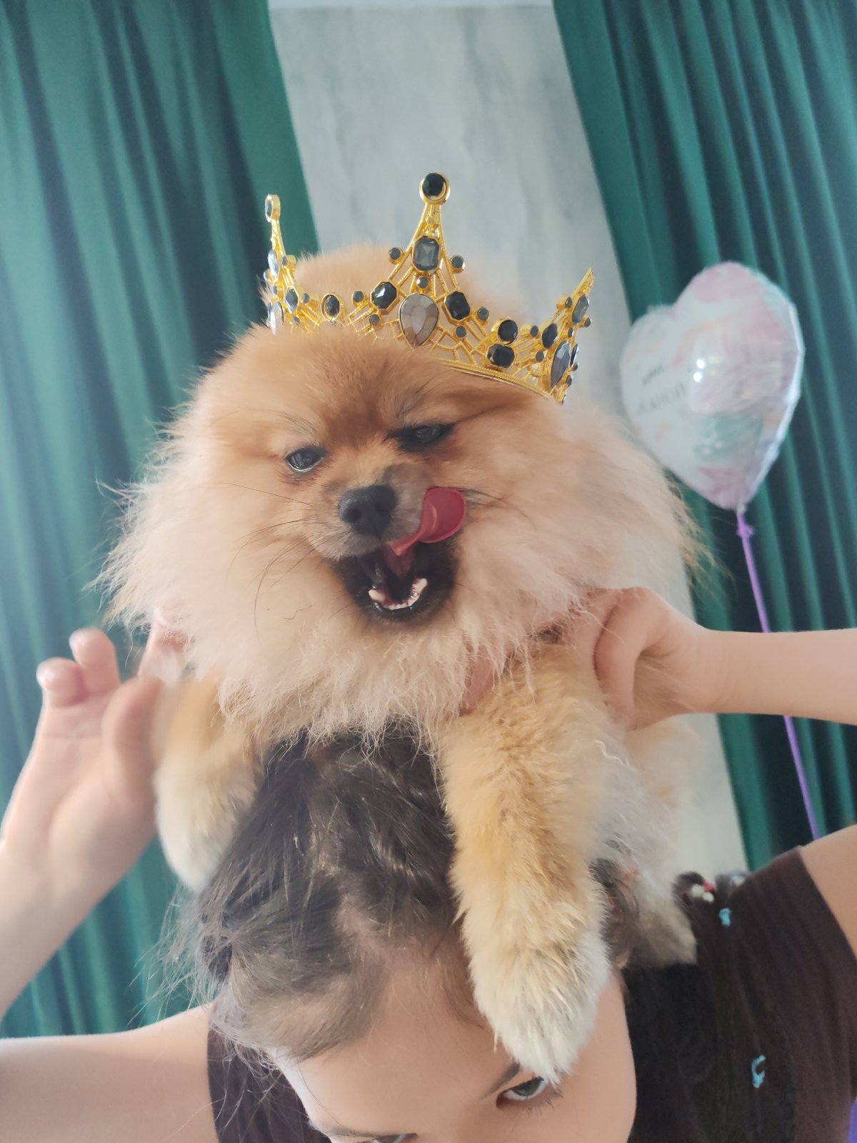 Crowned Pomeranian steals the show in Komsomolsk-on-Amur