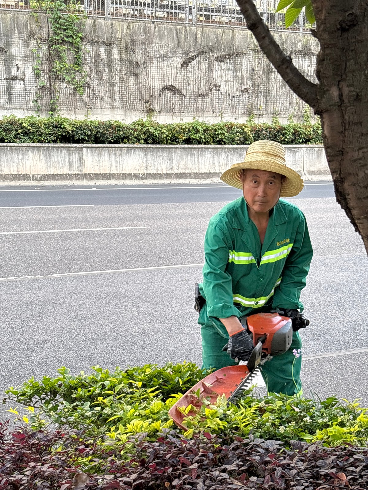 Groundskeeper trims roadside hedges in Jiangjin during morning commute