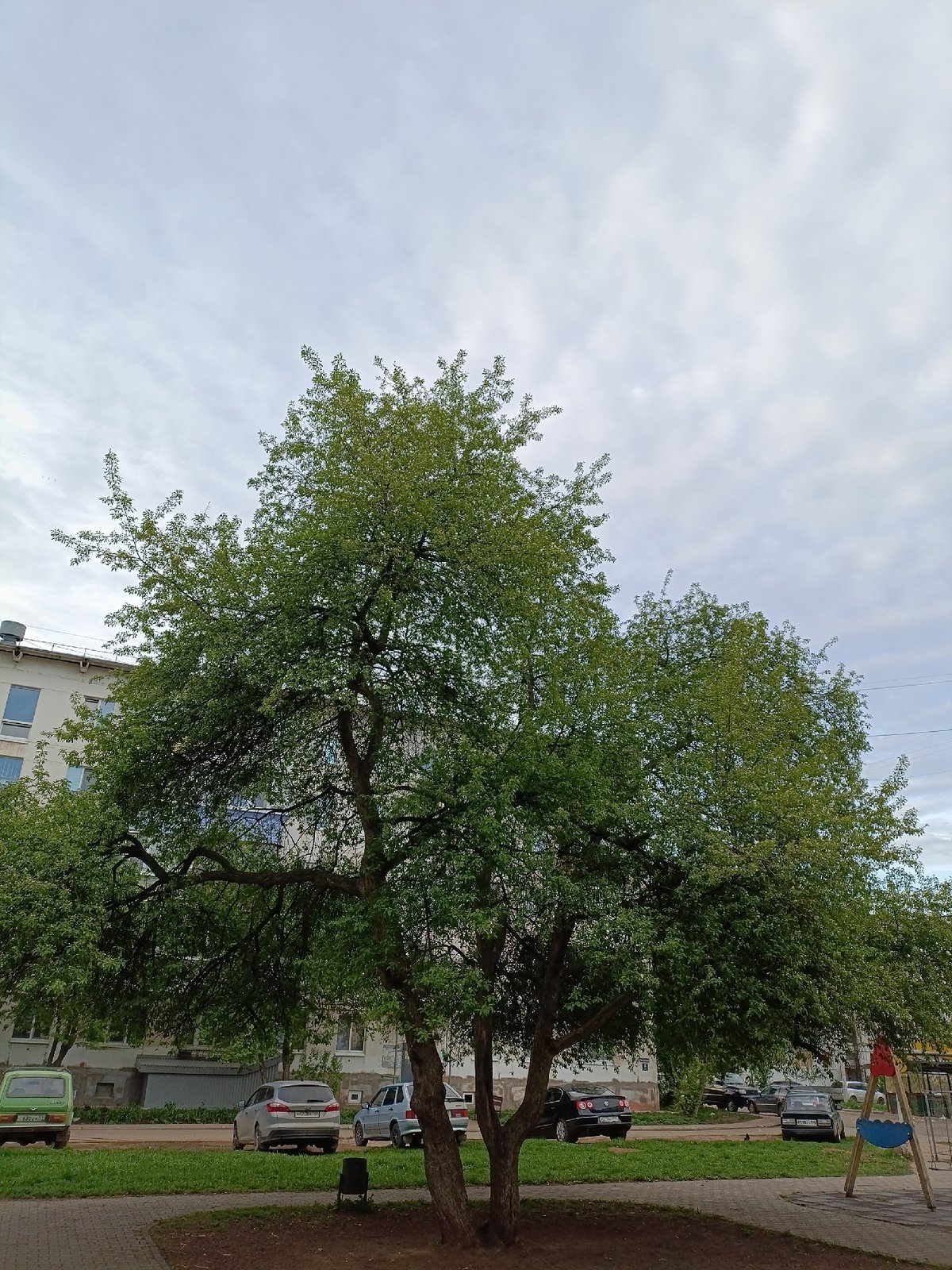 Mature tree documented in residential Chaikovsky, Russia
