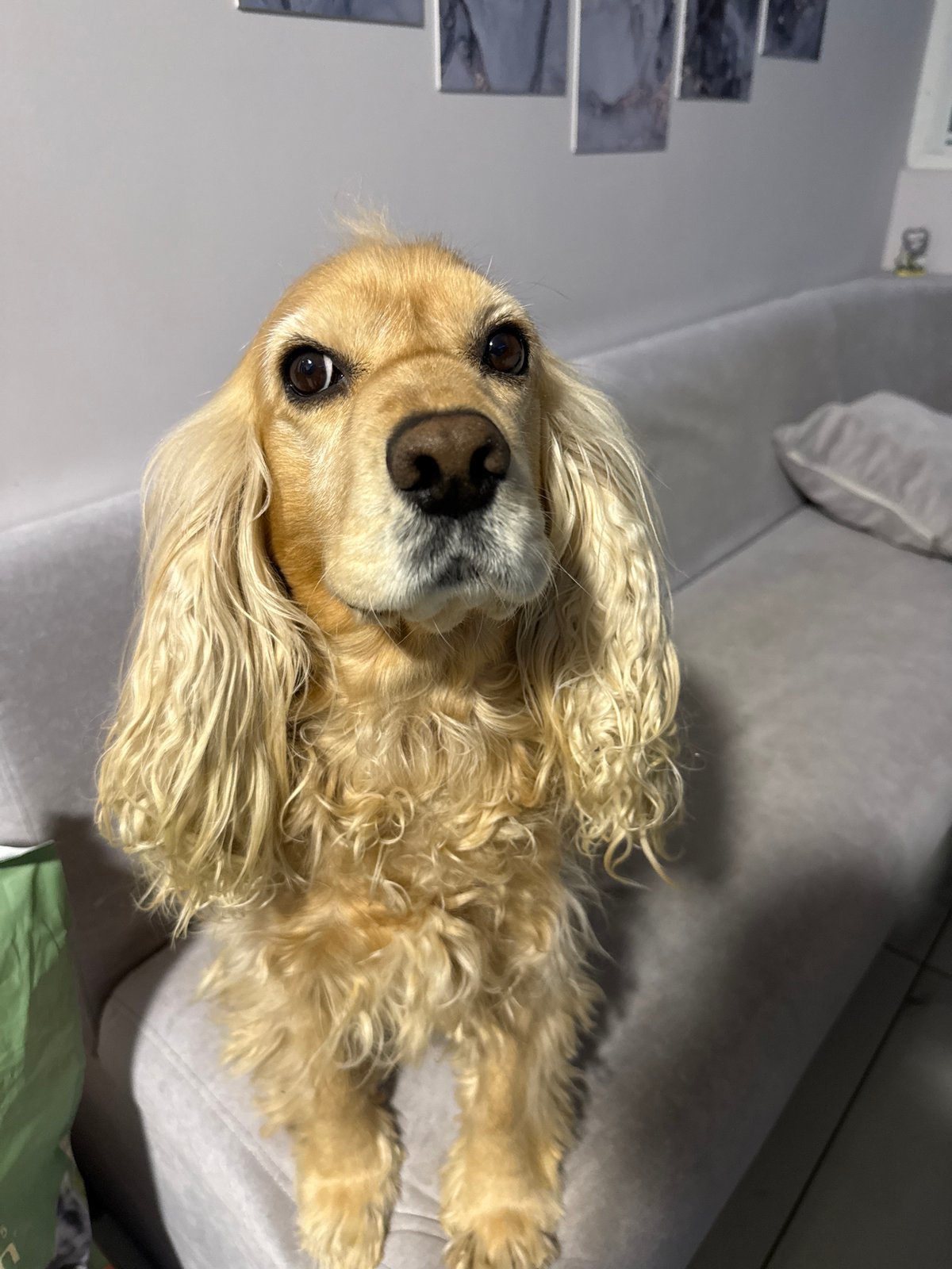Cocker Spaniel rests on sofa in Burgas home