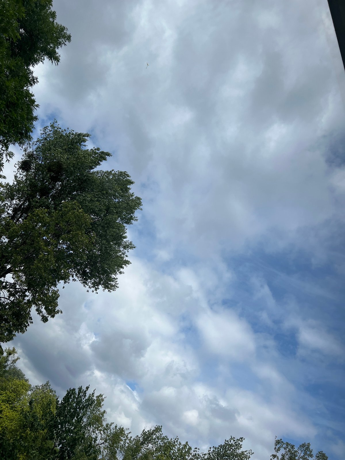 Looking up through Warsaw park trees at a summer sky