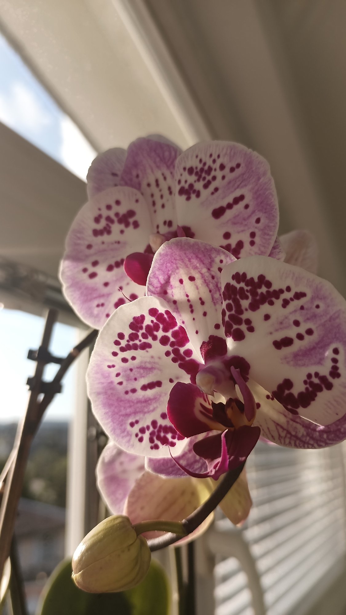 Orchid blooms photographed near window in Gabrovo, Bulgaria