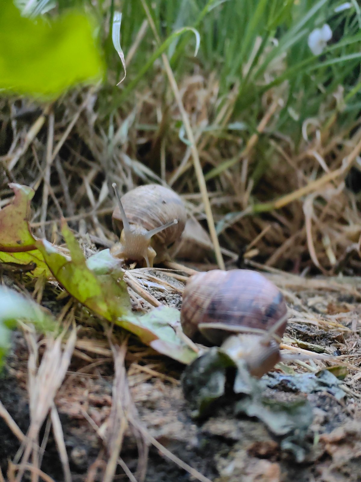 Garden snails observed moving through Ukrainian countryside settlement