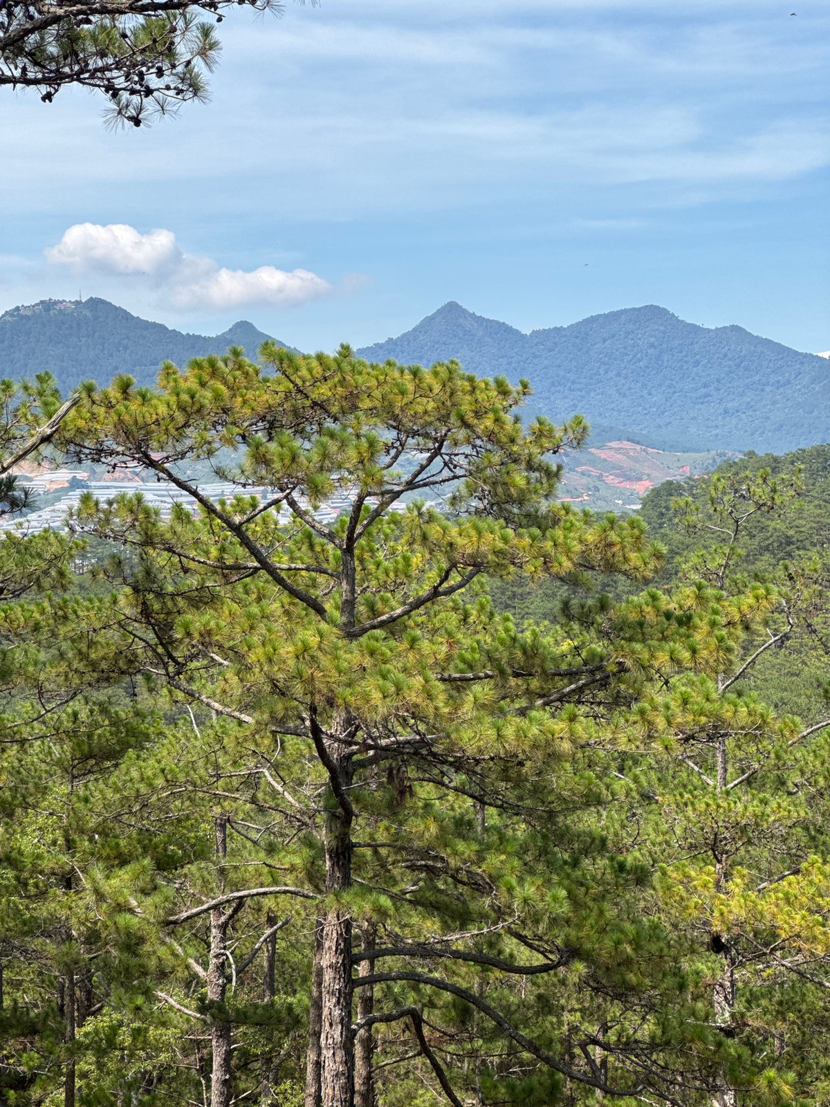 Pine forest landscapes documented in Lạc Dương, Vietnam