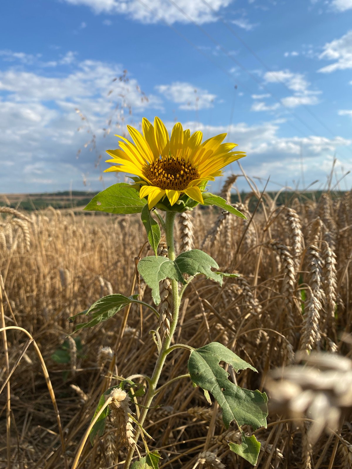 Sunflowers and wheat fields on a summer day near Pleven