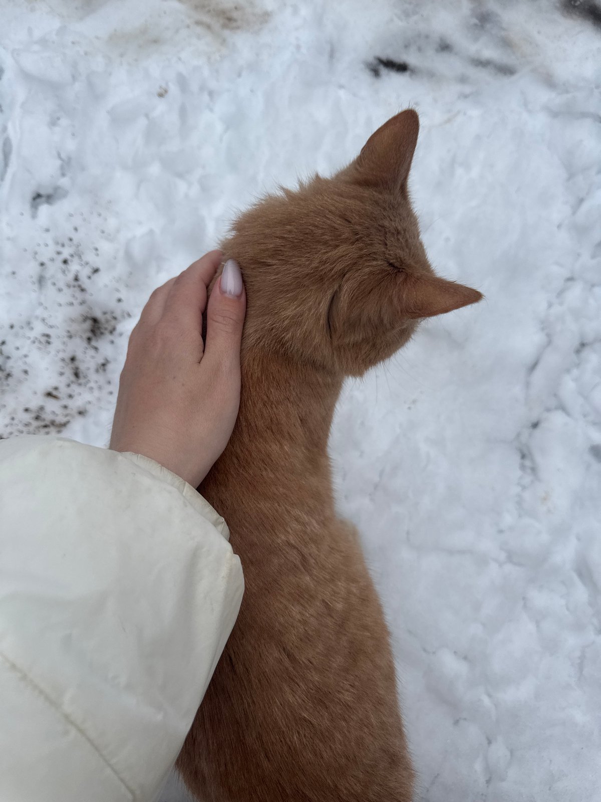 Easter morning moments with orange cat in rural Russia