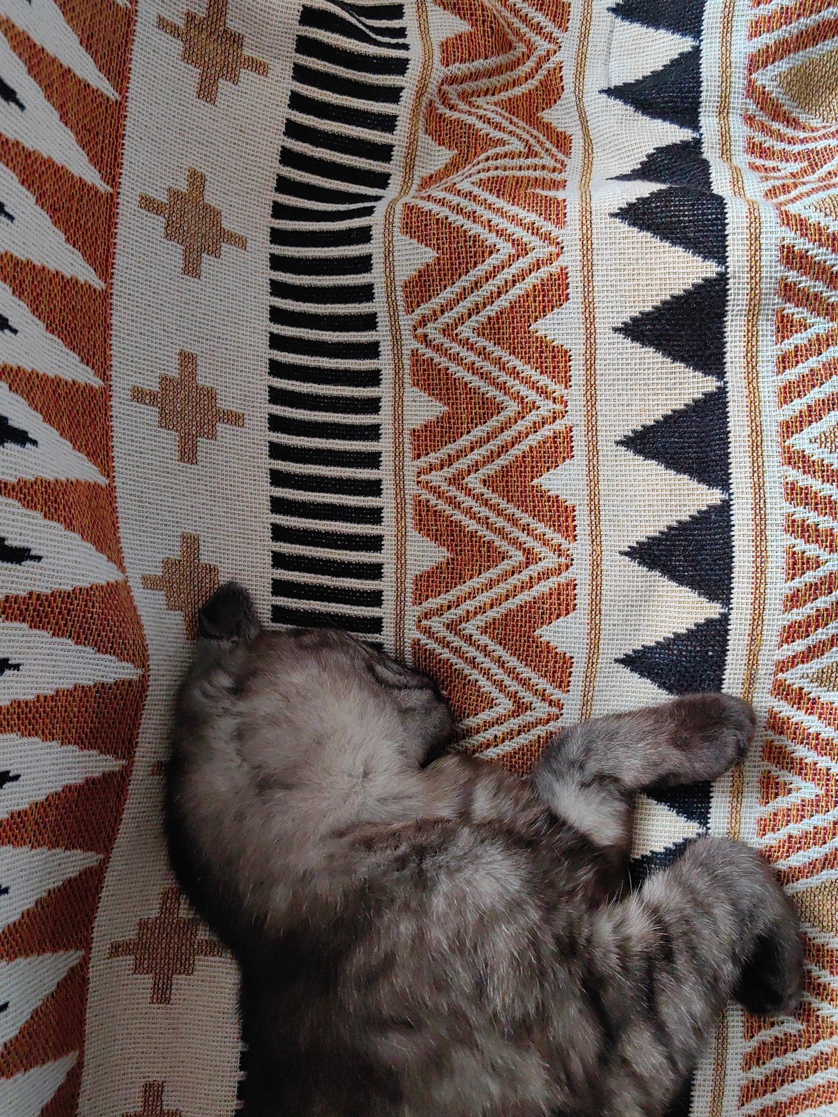 Woman rests with sleeping kittens on patterned blanket in Ukraine