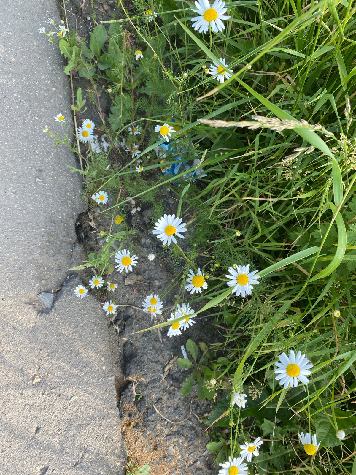 Wildflowers and weeds reclaiming the roadside in Khimki