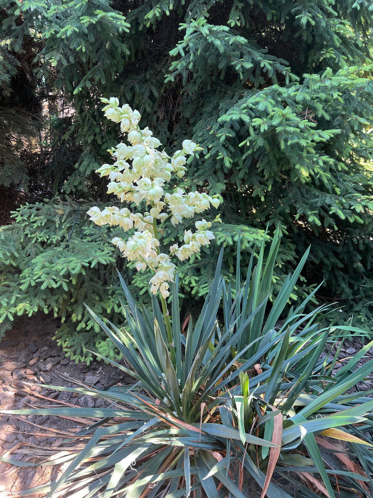 Yucca in full bloom against conifers in Fontanka garden