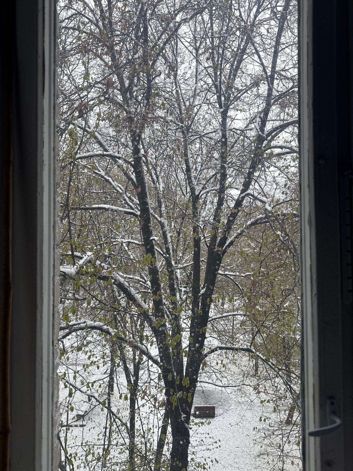 Late spring snow dusts green trees in Moscow