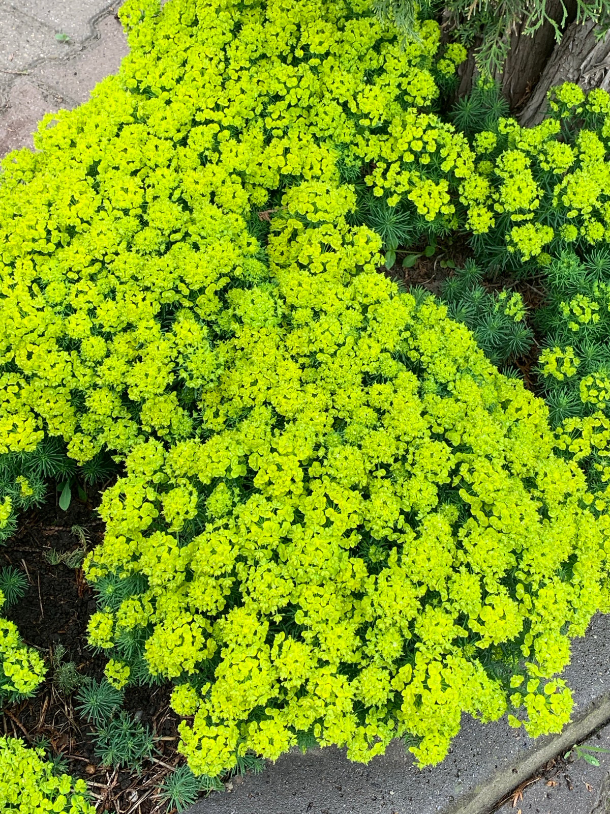 Morning nature walk documented through garden and wet pavement
