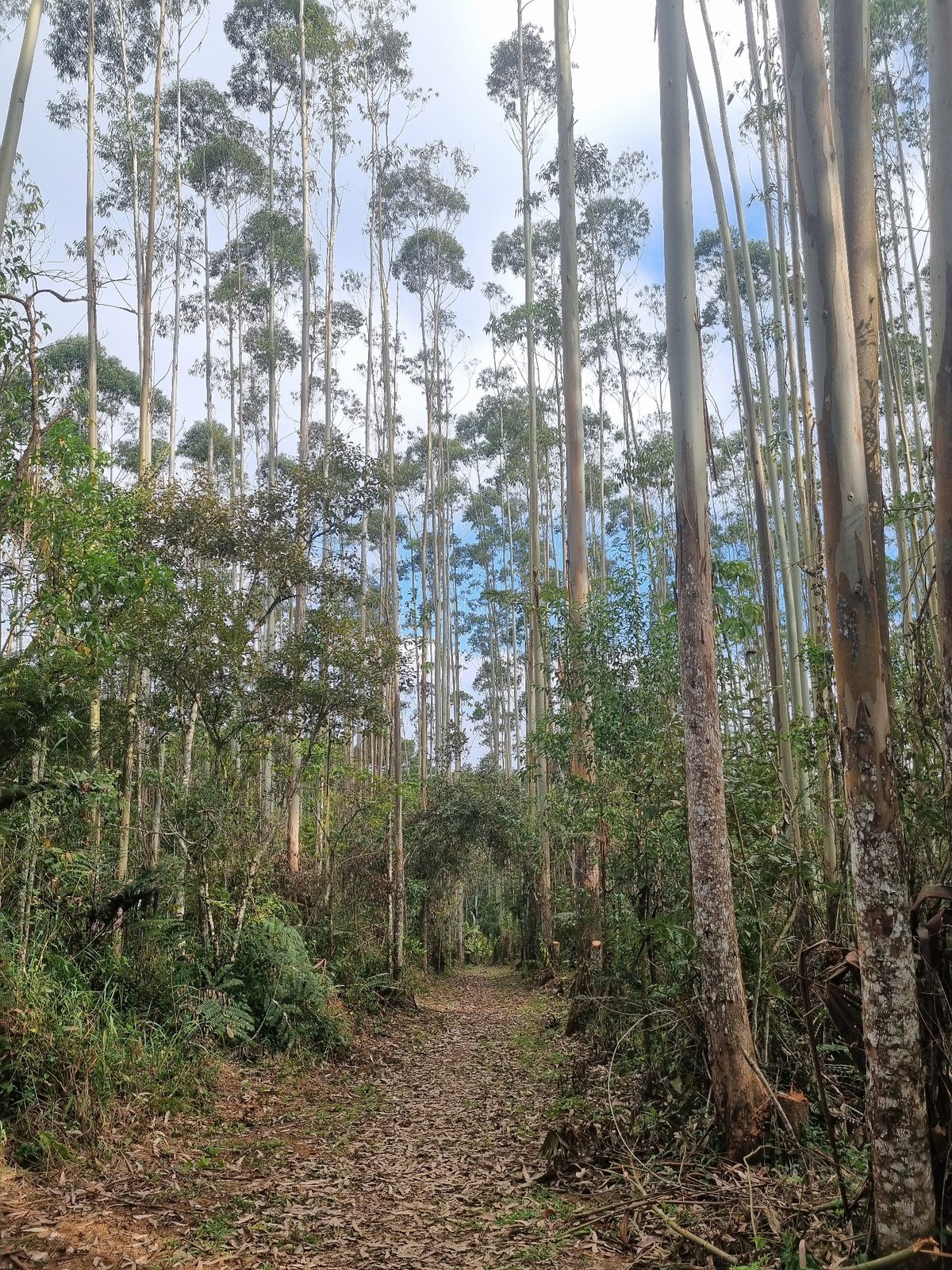 Exploring forested paths and lakeside spots near Mogi das Cruzes