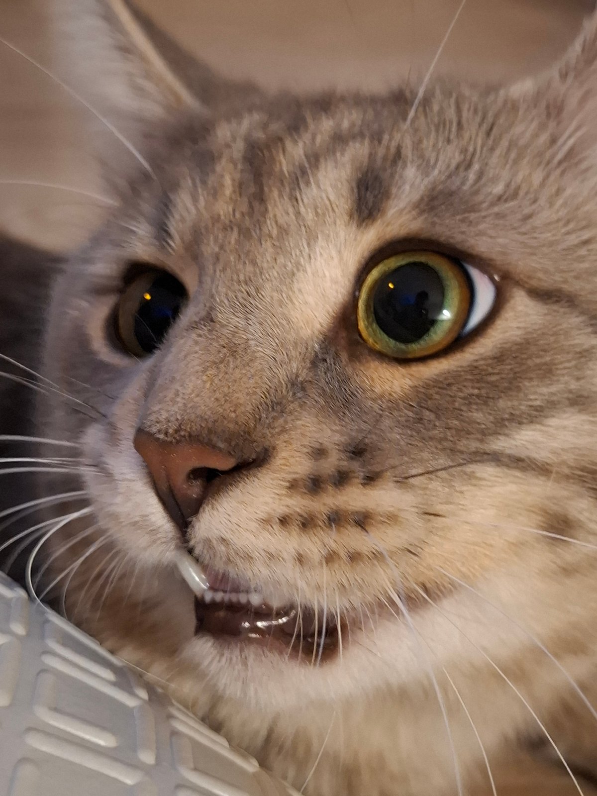 Cat owner documents evening with tabby in Belgrade suburb