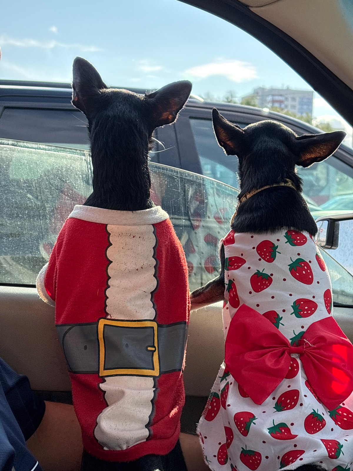 Two Santa-costumed dogs on a sunny drive through Perm