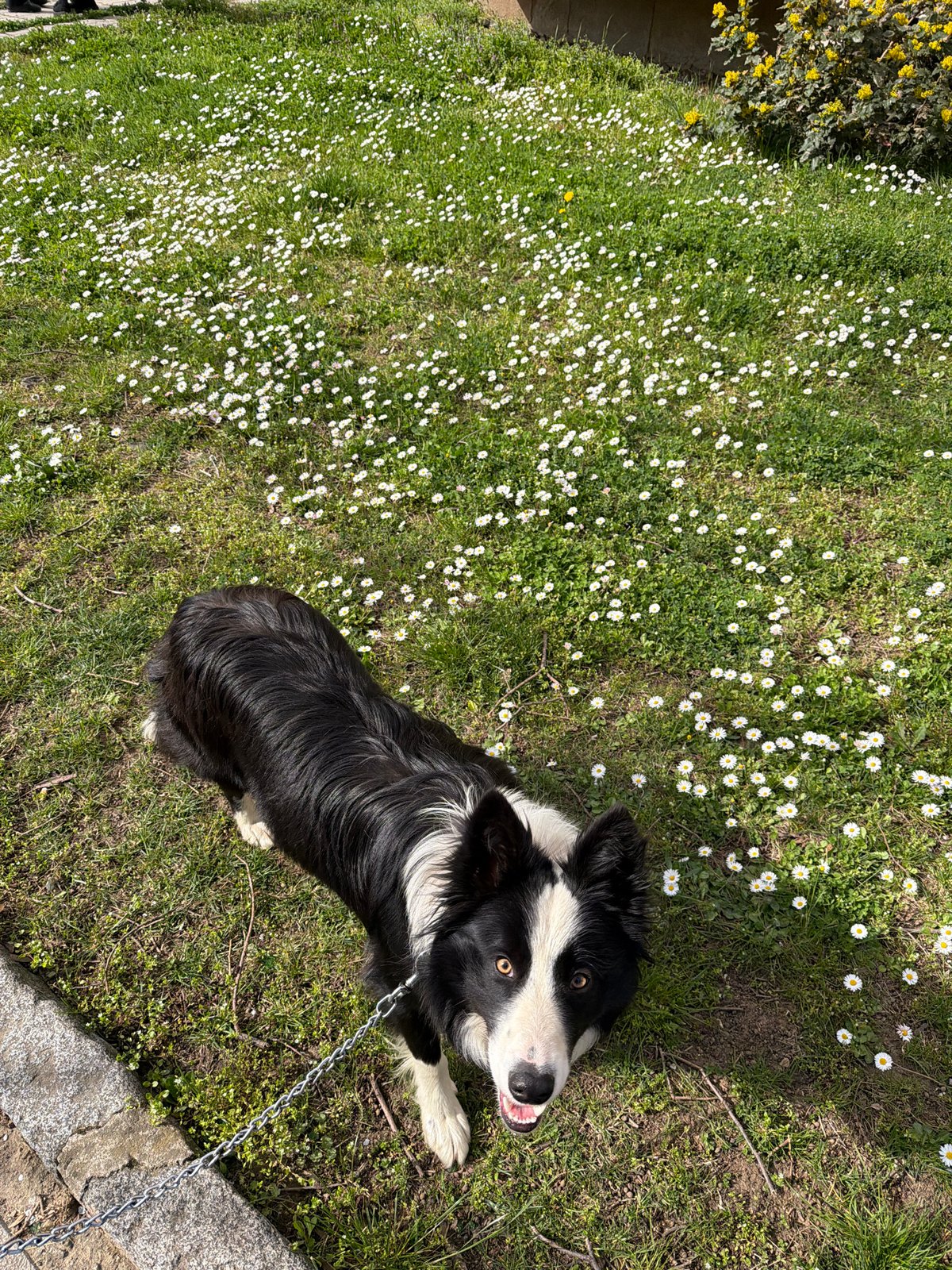 Border collie spotted in daisy field, Berkovitsa Bulgaria