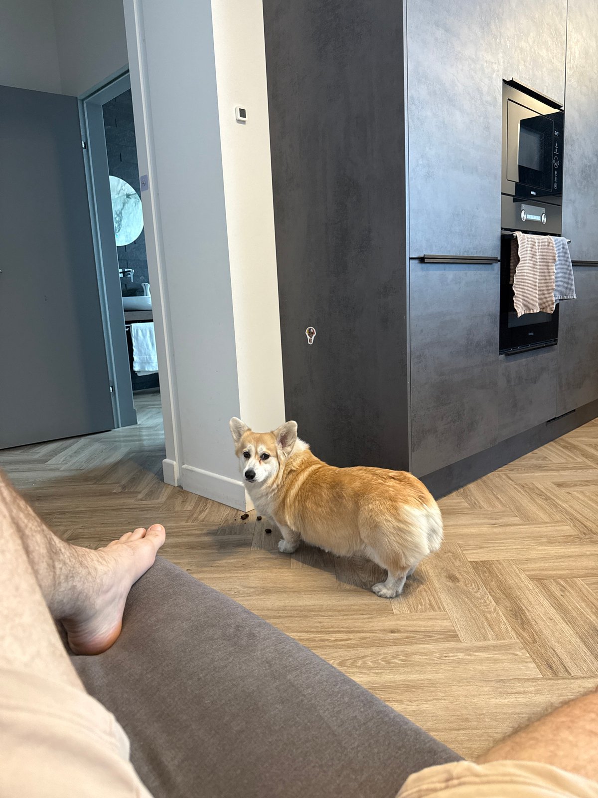 Corgi dog documented in various settings across Krasnoyarsk morning