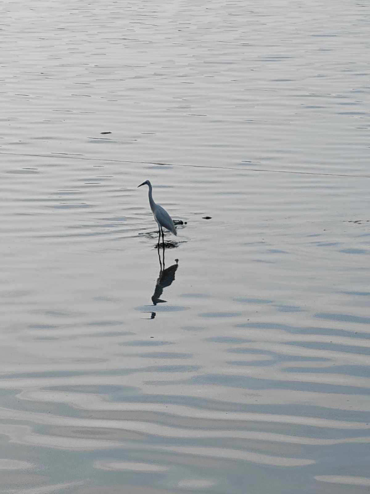 White egrets spotted in shallow waters near Lhokseumawe