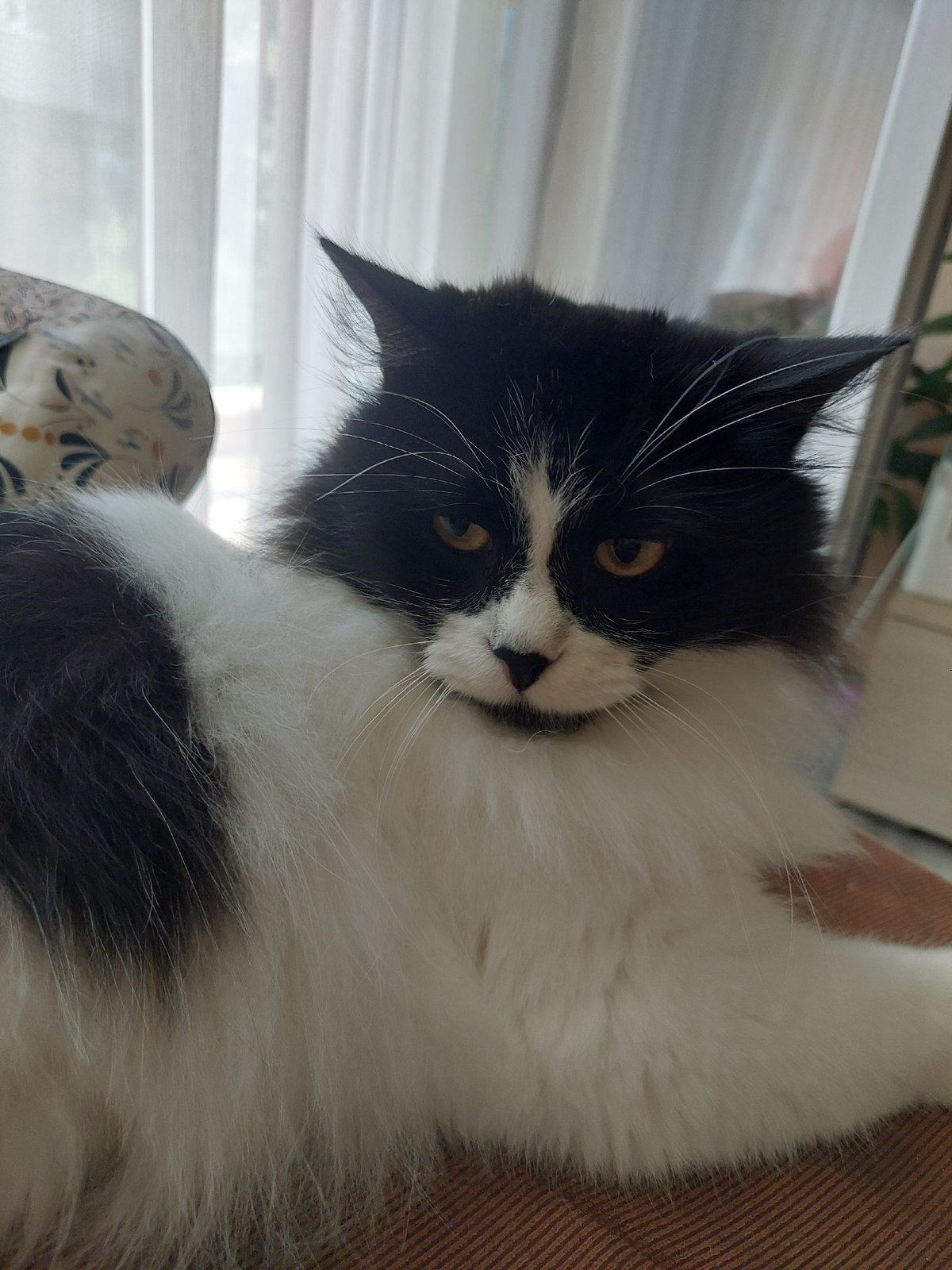 Domestic cat photo session documented in Plovdiv apartment