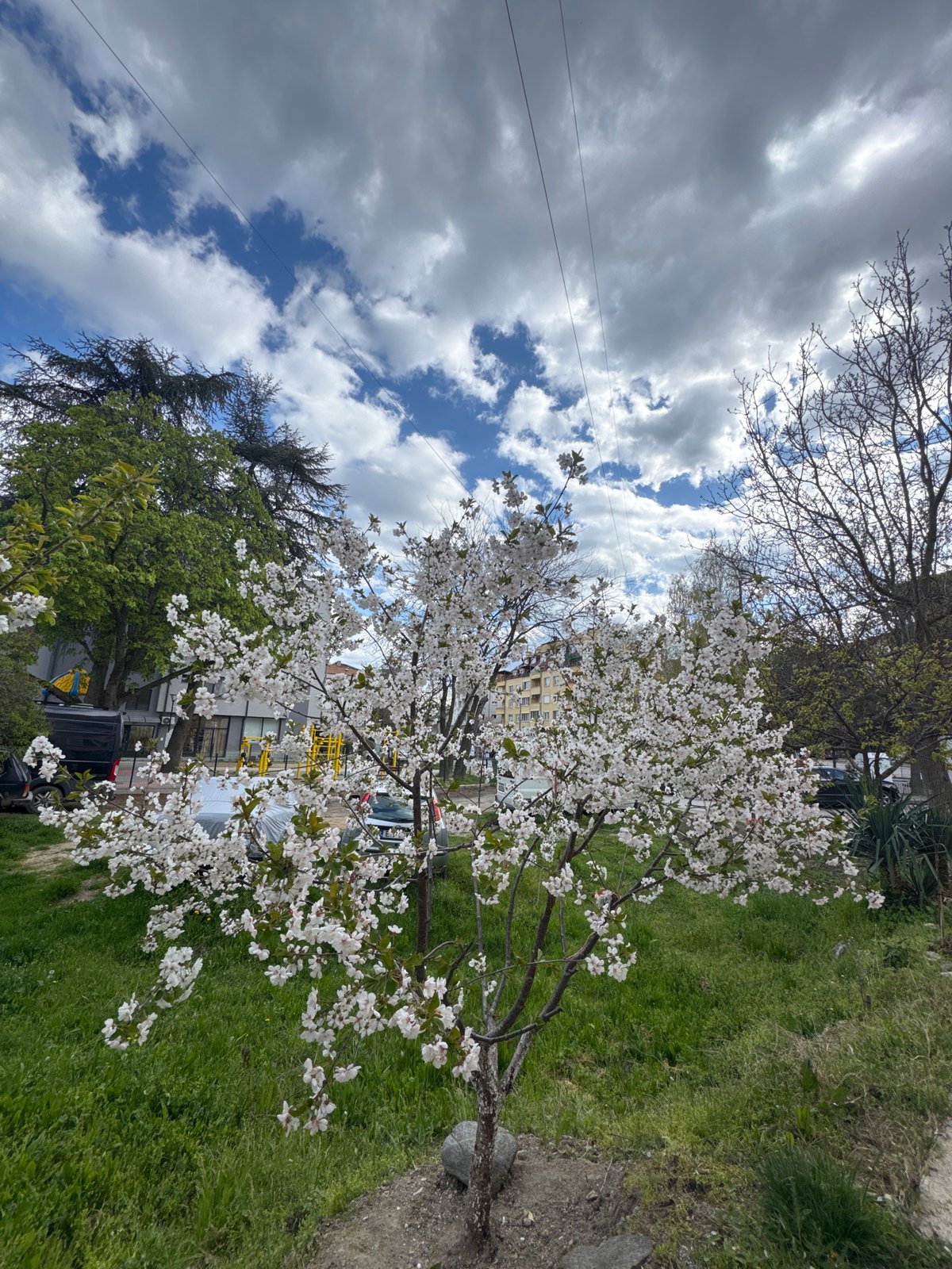 Dog spotted on sidewalks amid spring blossoms in Blagoevgrad