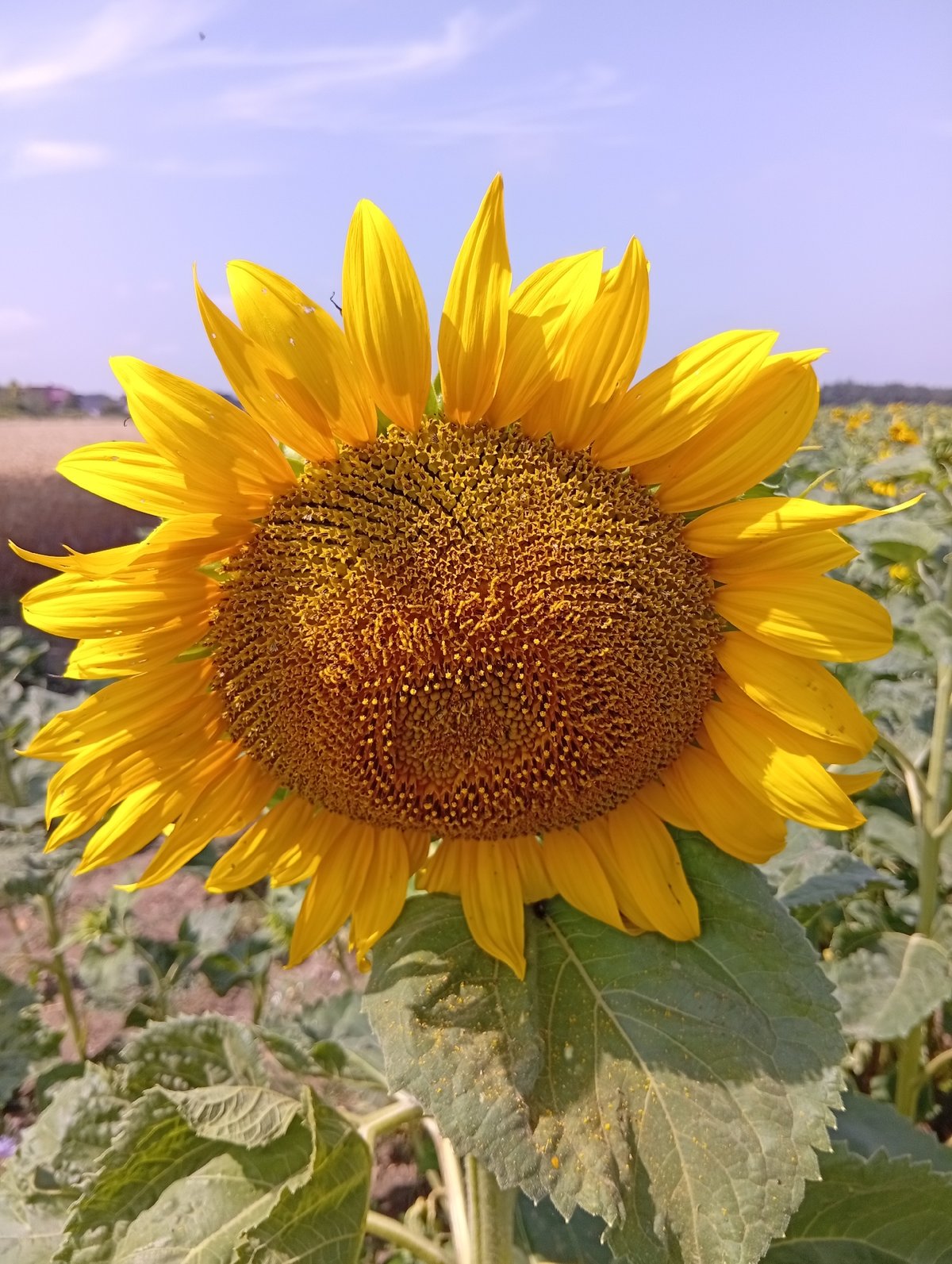 Sunflower fields and hay bales in rural Poland, midsummer