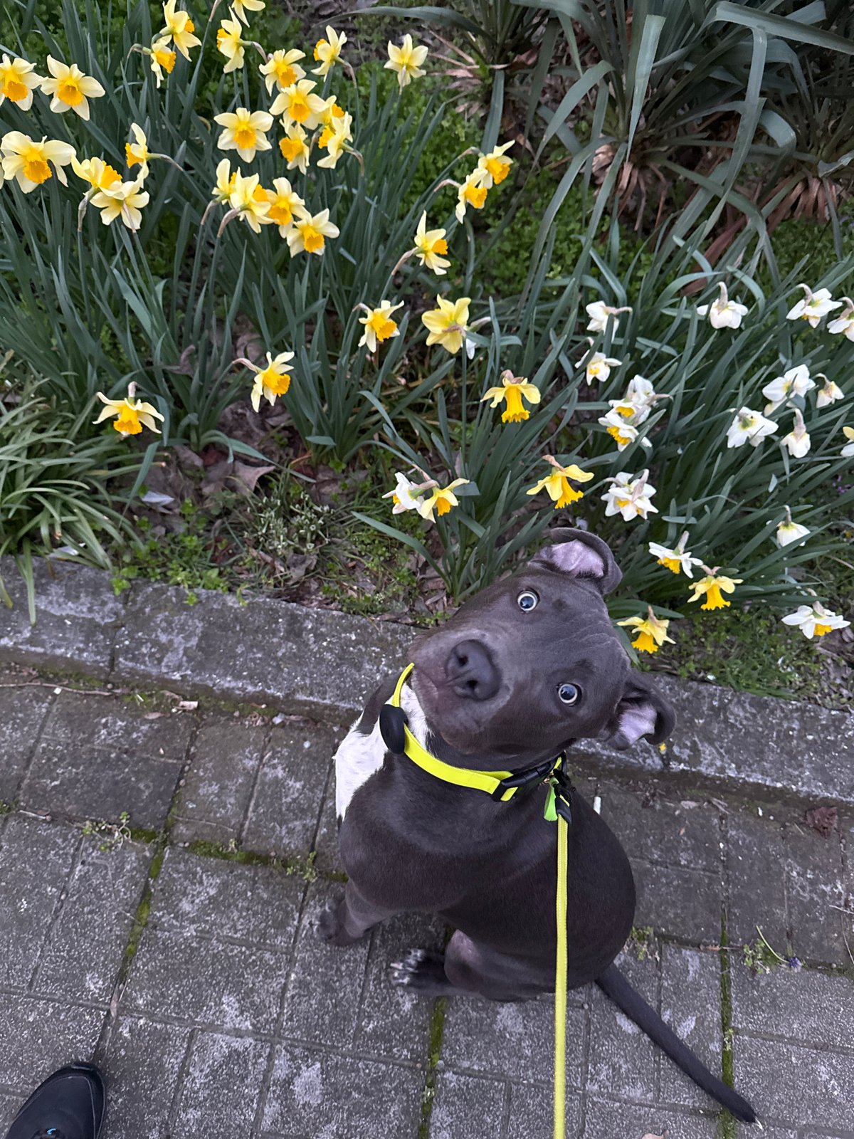 Dog walker tends to pets amid spring blooms in Varna
