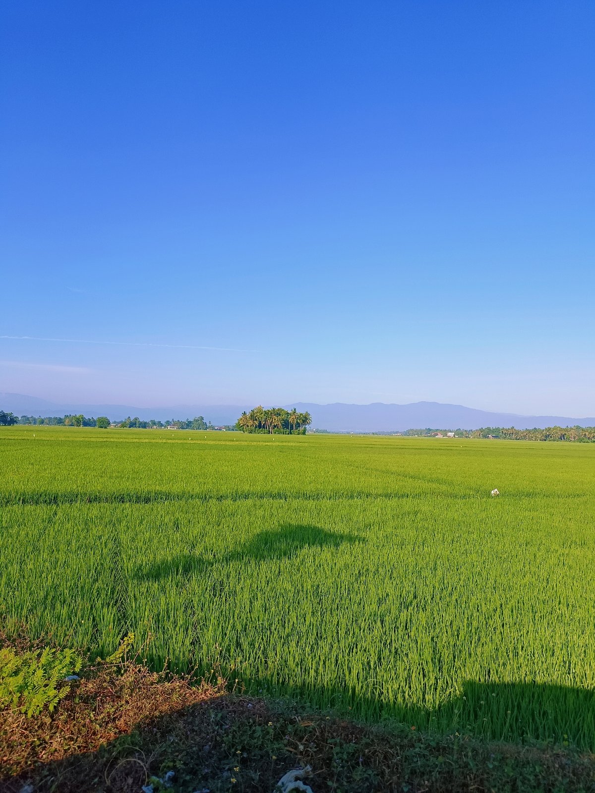 Healthy rice paddy fields stretching across Blang Lilue, Indonesia