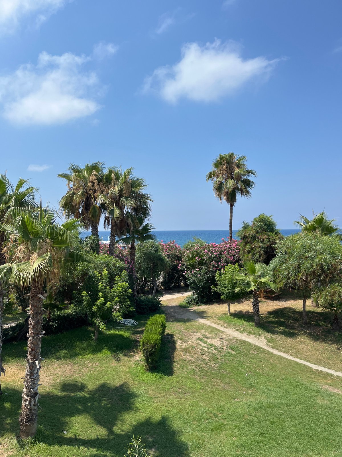 Cats fed along a seaside garden path in Alanya