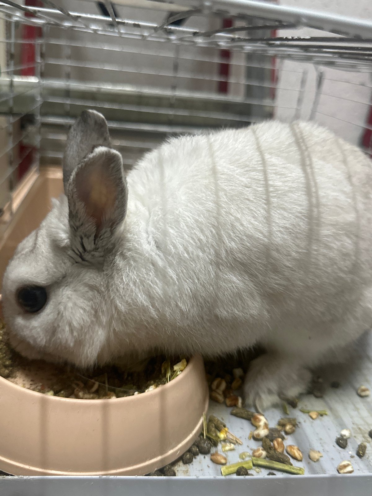 Pet care routine and selfies captured in unknown indoor location