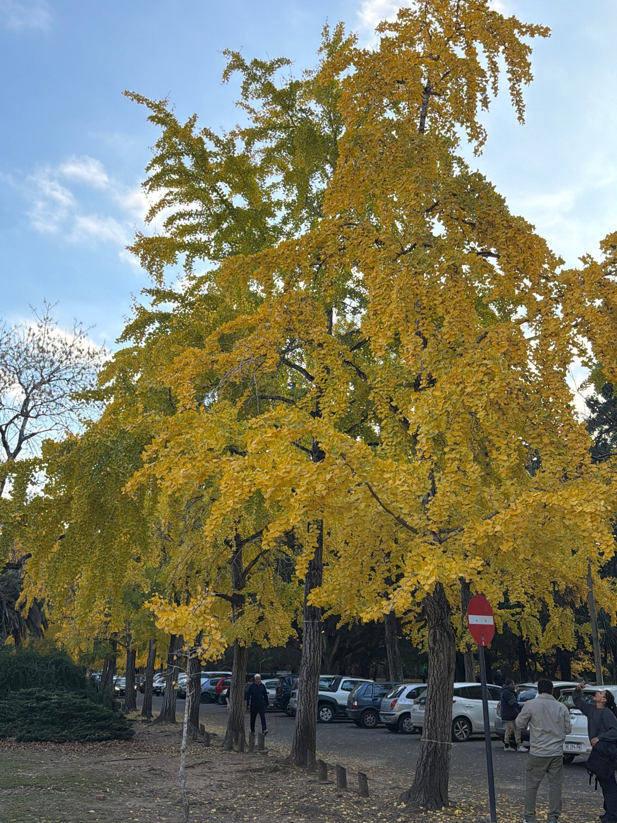 Visitor documents La Plata Museum exhibits and autumn streetscape