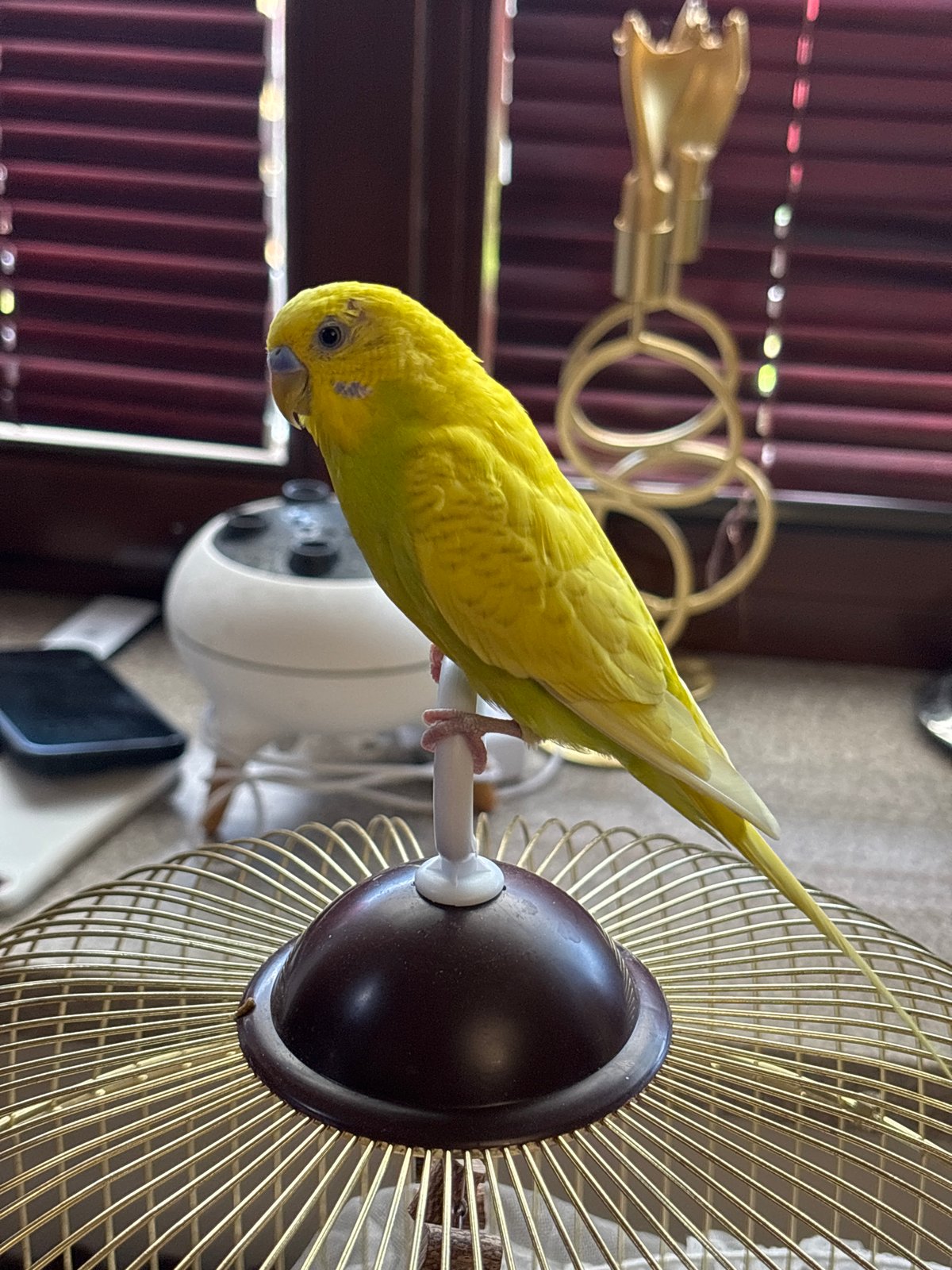Yellow budgerigar perches on cage and hand in Russia