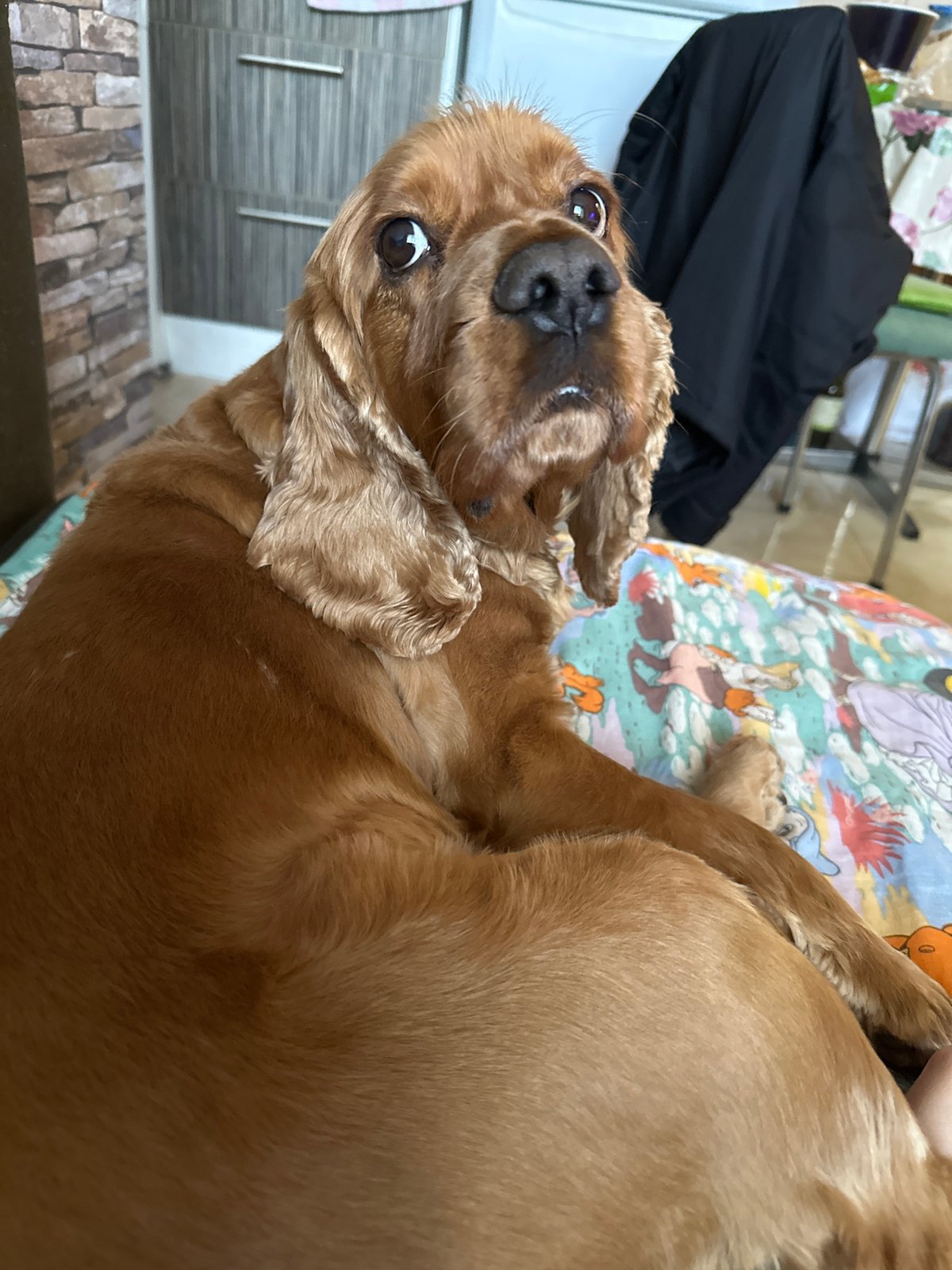 Cocker Spaniel enjoys lazy afternoon around Sofia home