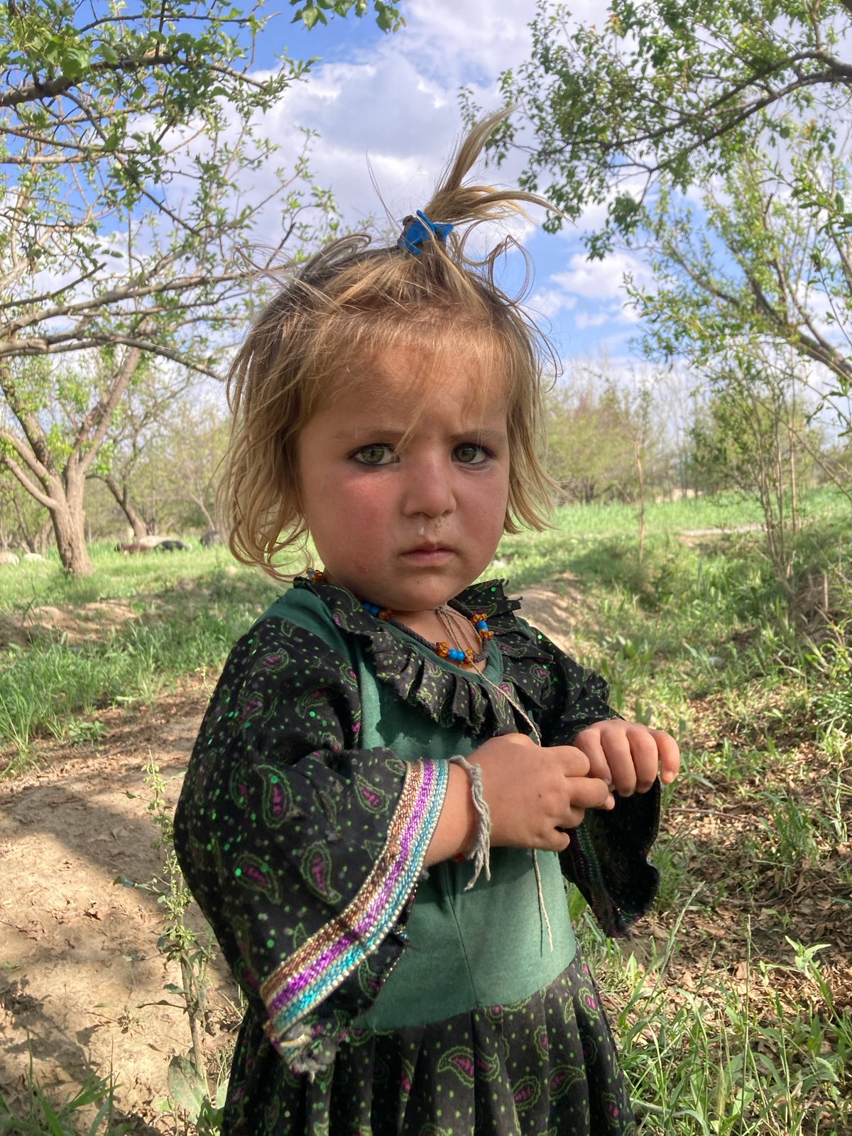 Children and sheep spotted in rural Pakistan orchards
