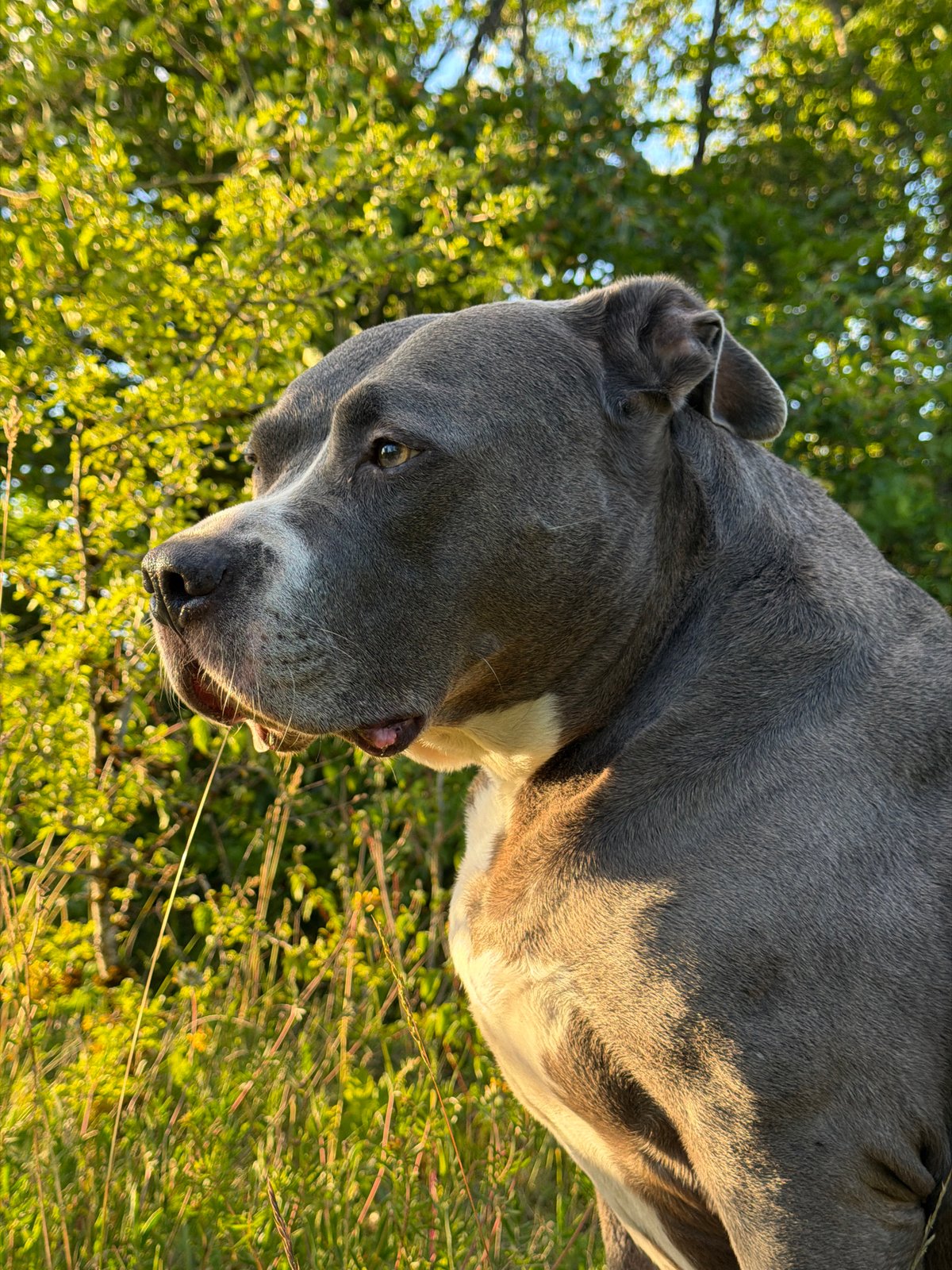 Large Mastiff observed in Esch-sur-Alzette park setting