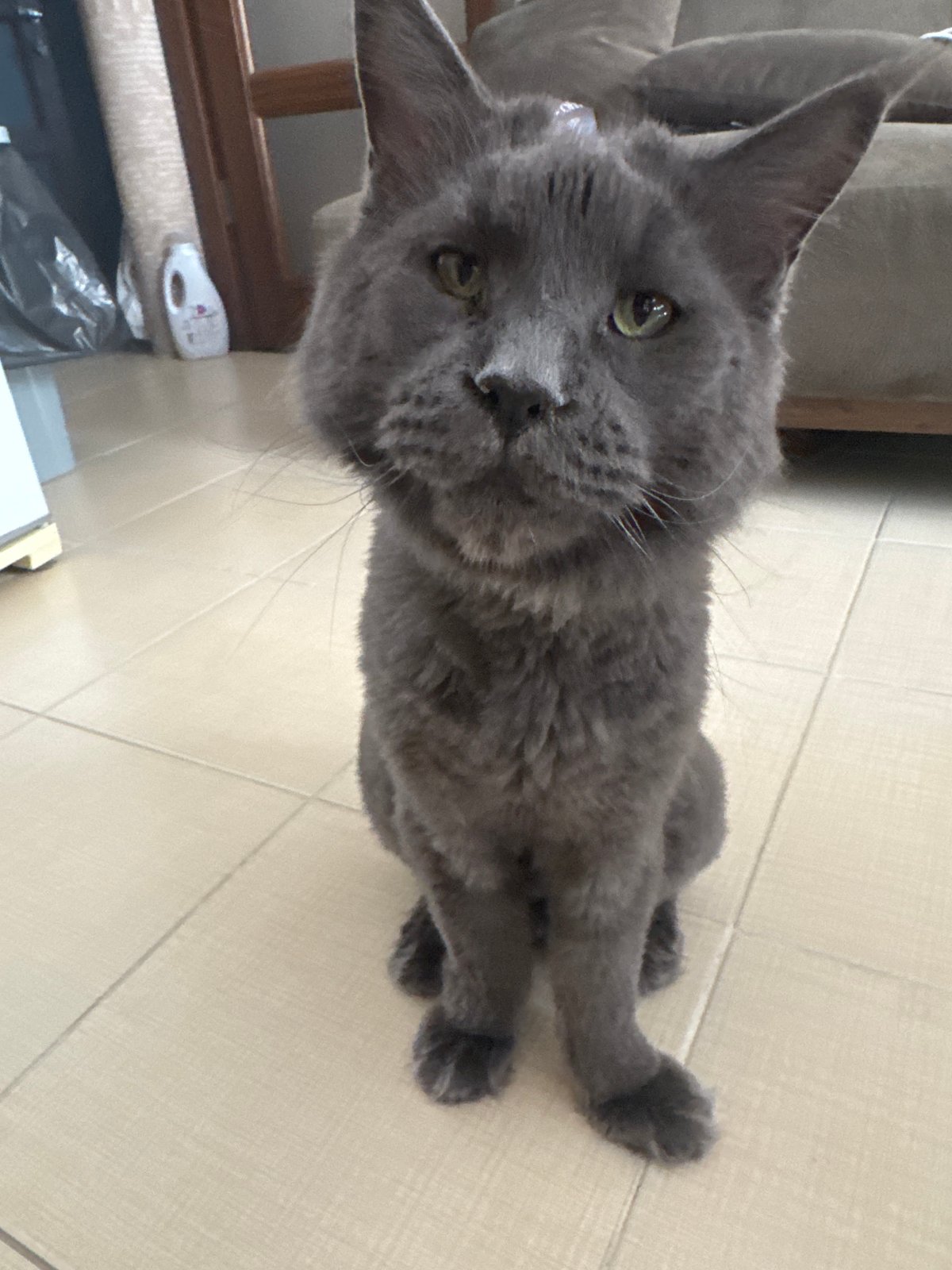 Domestic cats spotted in multiple Gölbaşı homes Sunday afternoon