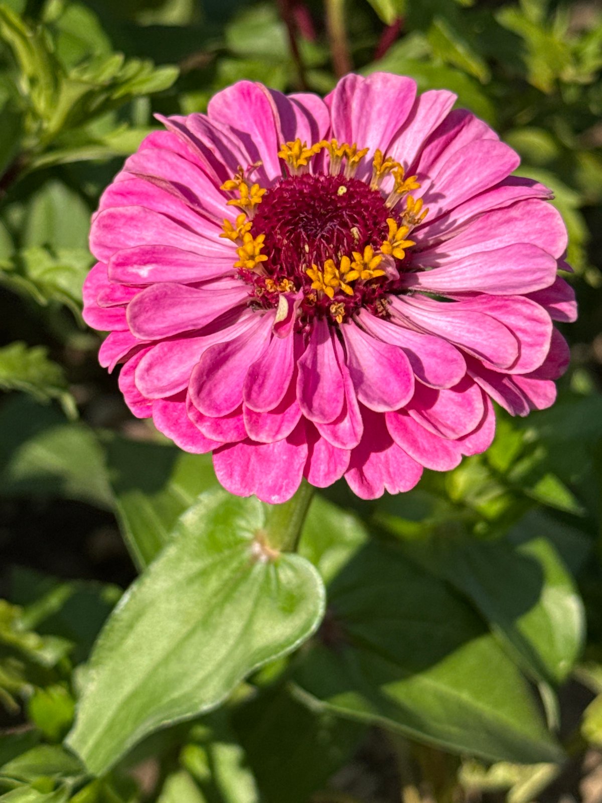 Summer flowers in close-up, Basel garden