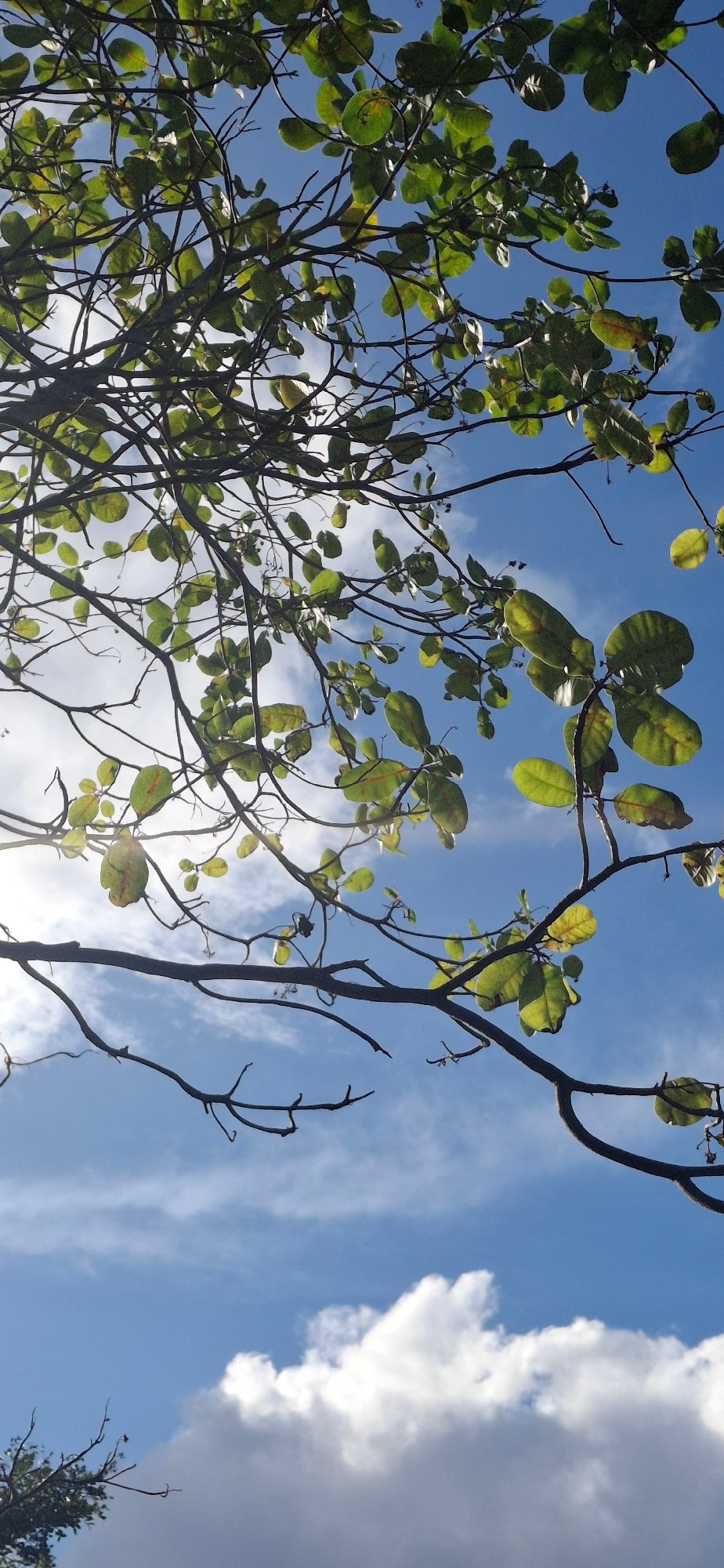 Evening nature documentation session captures Venezuelan flora and fauna