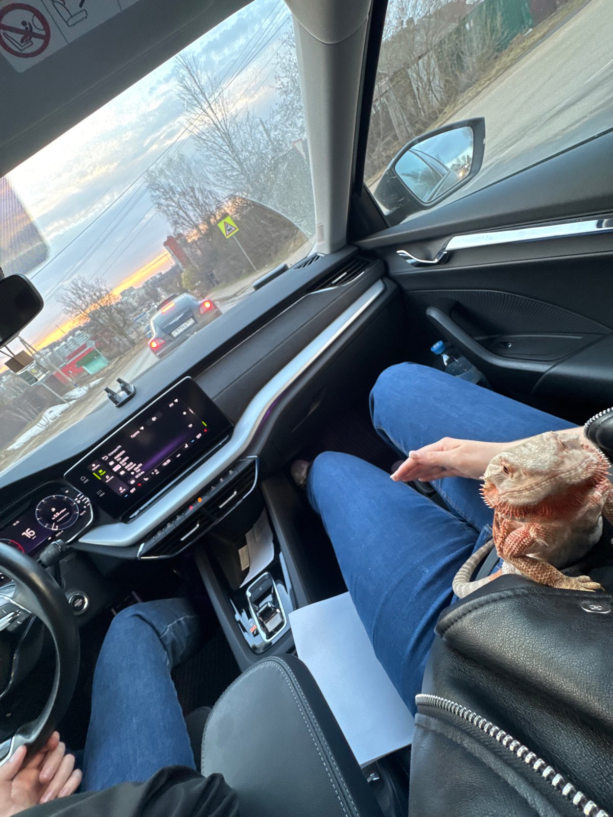 Bearded dragon rides as car passenger in Russia