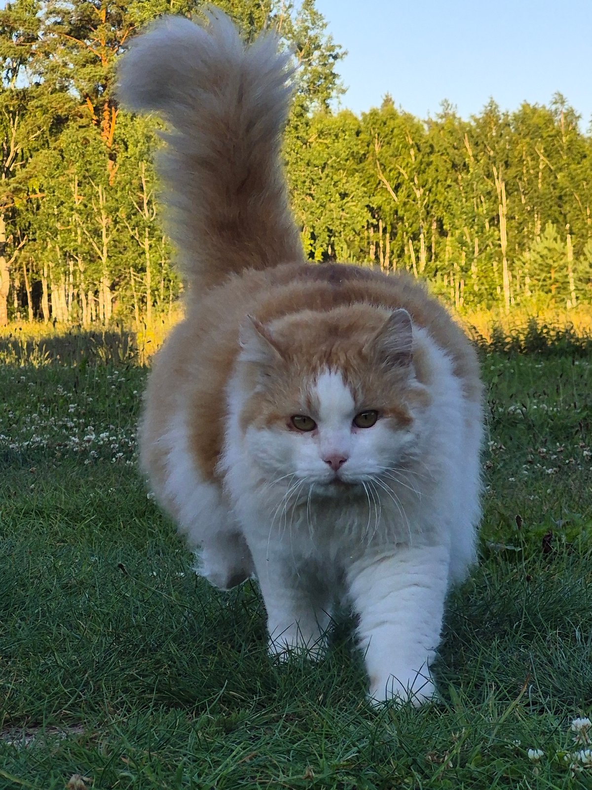 Lazy summer afternoon with a cat in an Estonian garden