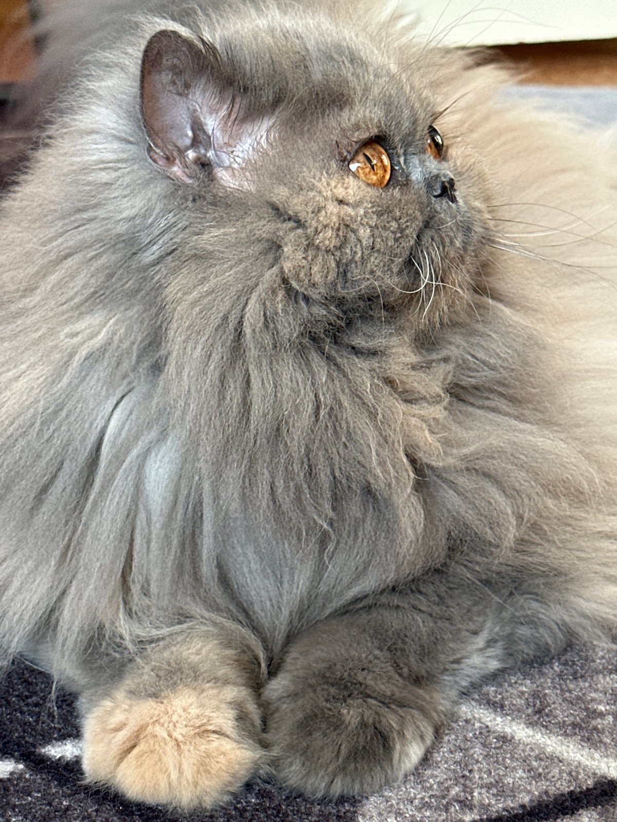 Fluffy Persian cat and morning coffee in Chaikovsky