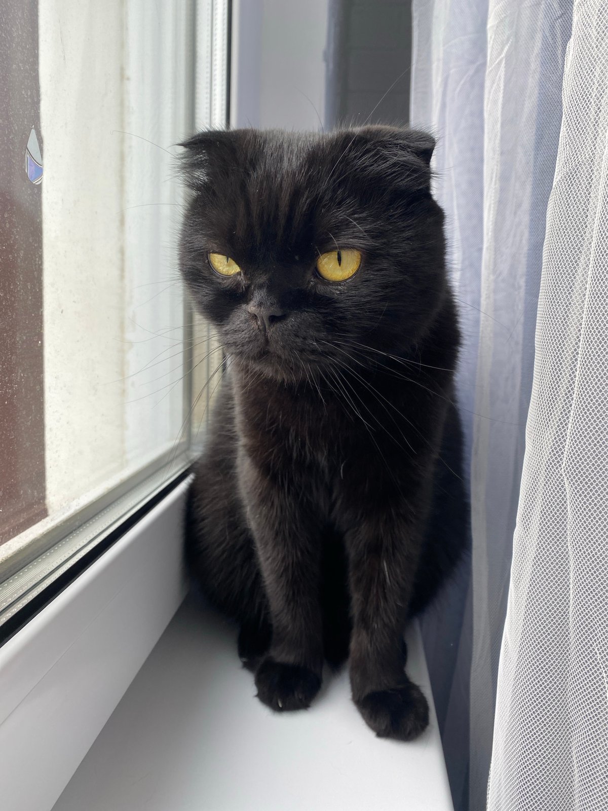 Cat portrait collection featuring multiple breeds and indoor scenes