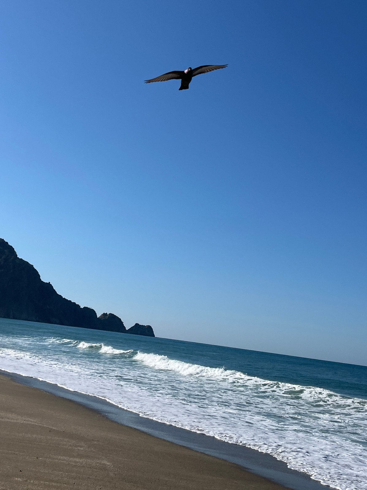 Bird spotted flying over Alanya coast under clear skies